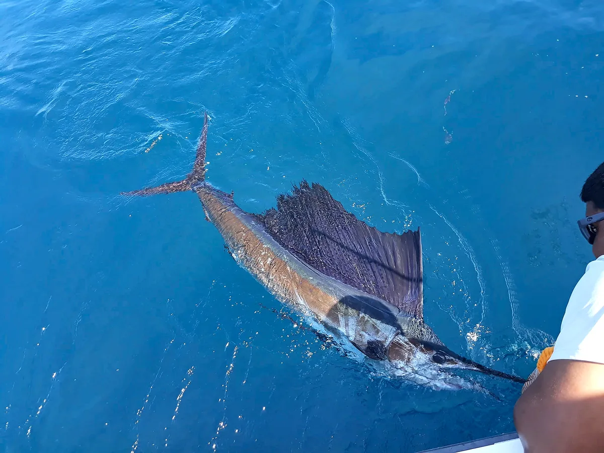 Sailfish swimming beside a Puerto Rico offshore charter boat.